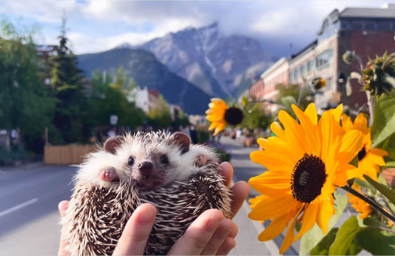 Small hedgehog is held in his pet parents hands, beside a yellow sunflower, with mountains in the background