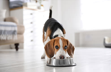 Ever wonder how pet food is made - A dog eating on his food bowl loooking up