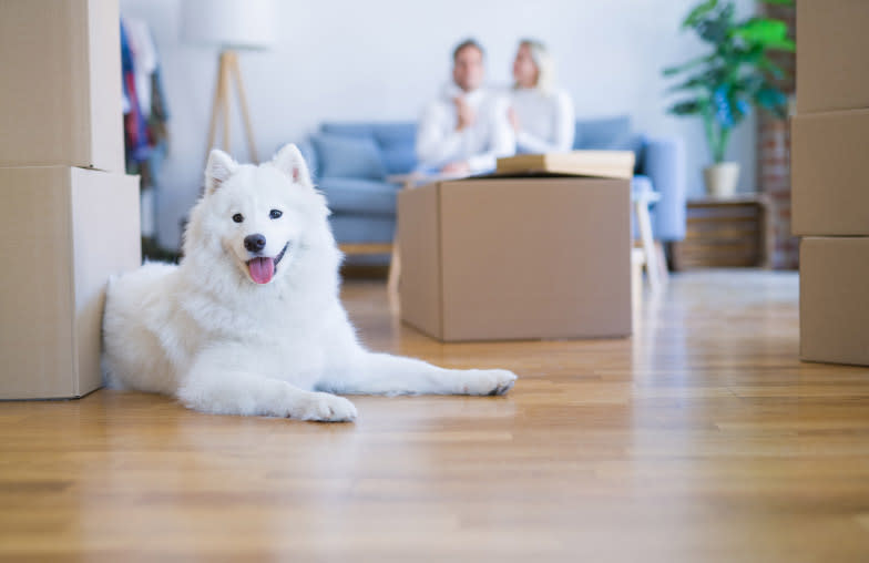 White dog sitting with packed boxes and getting ready to move