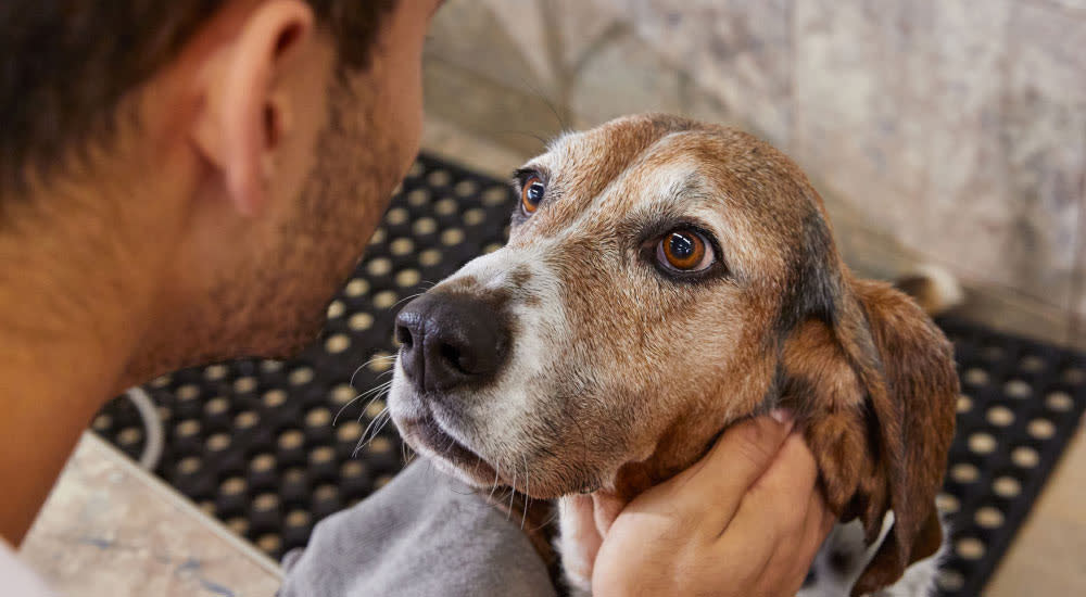 Staying clean and well-groomed - Man dropping his dog off for grooming