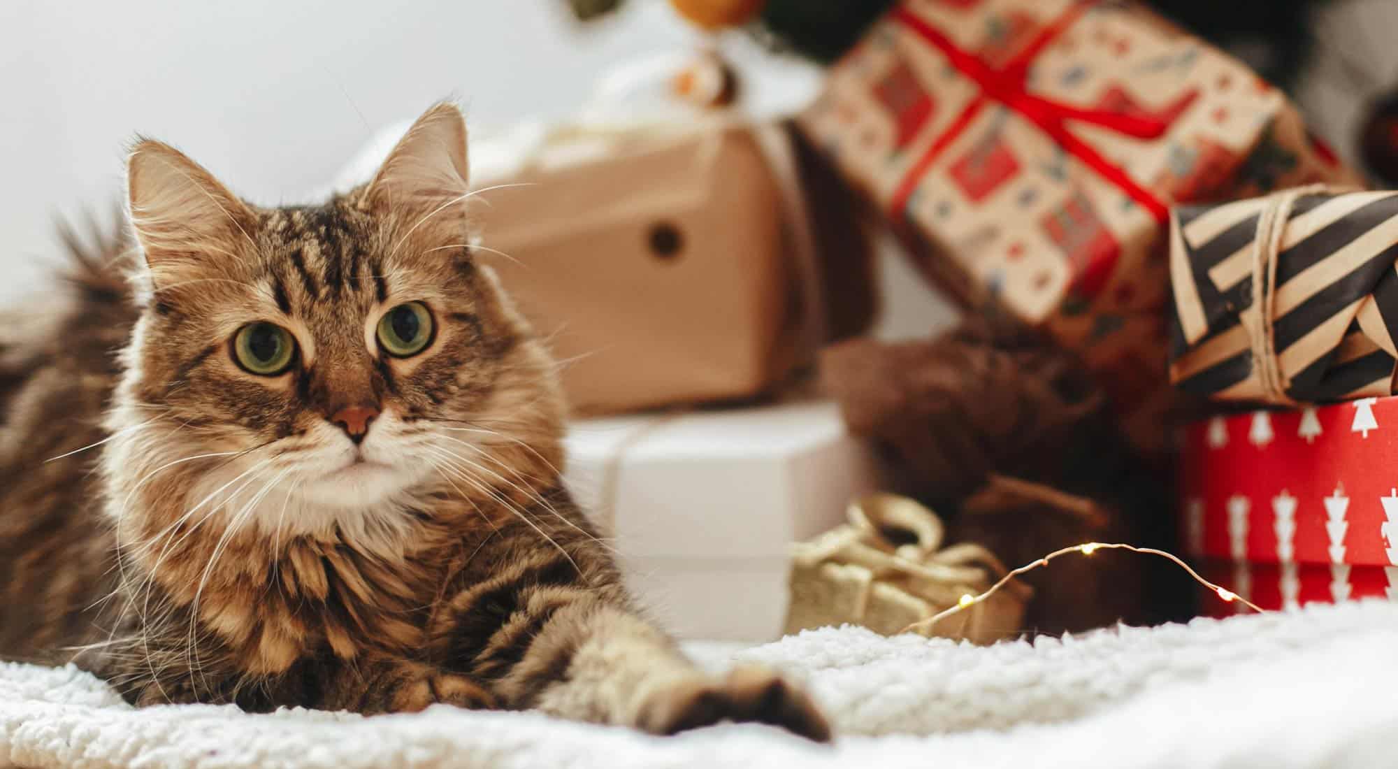 cat sitting beside a pile of gifts