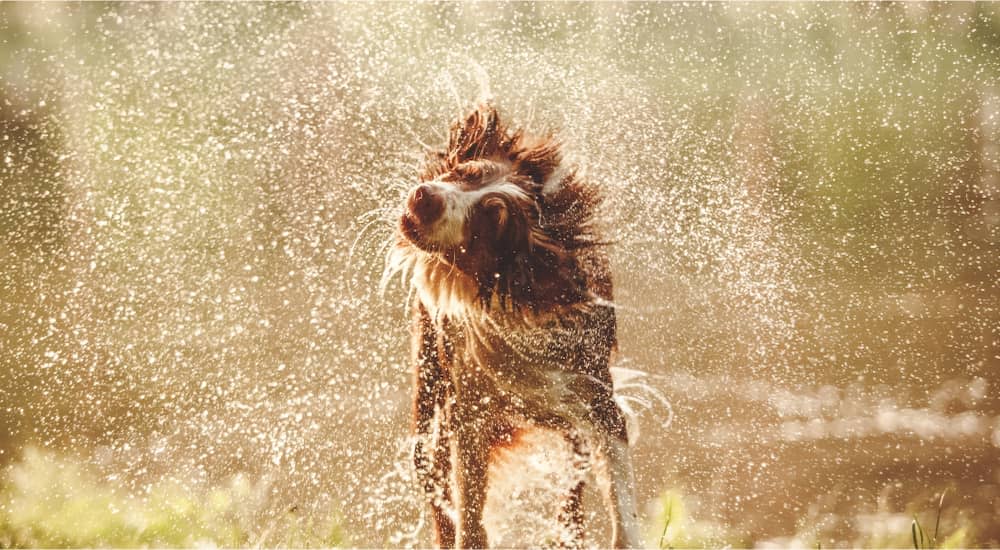 Let’s go for a swim! - Dog Shaking off water