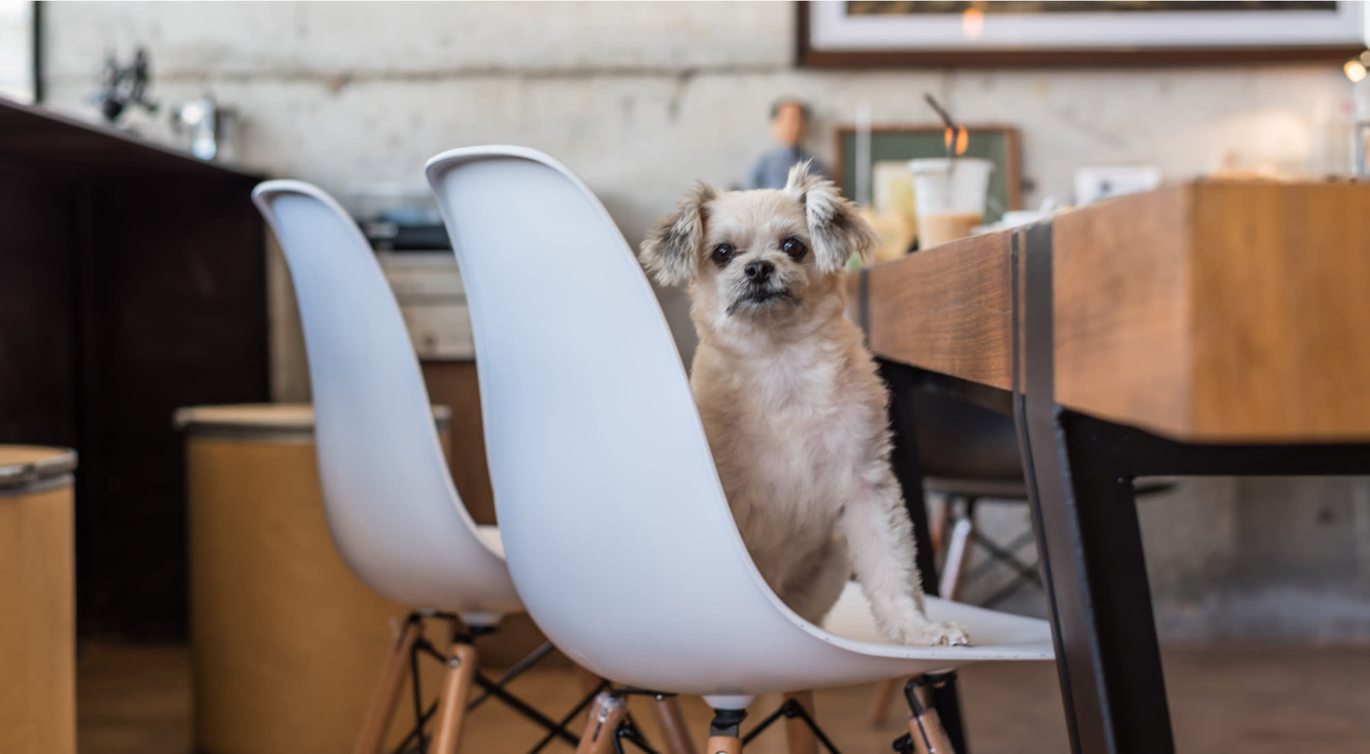 A small fluffy dog sits on a chair in a cafe in Montreal.