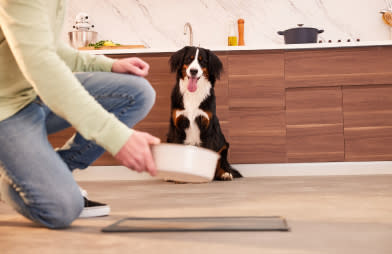 Cute pet dog sits happily as owner serves a bowl of food on to its pet