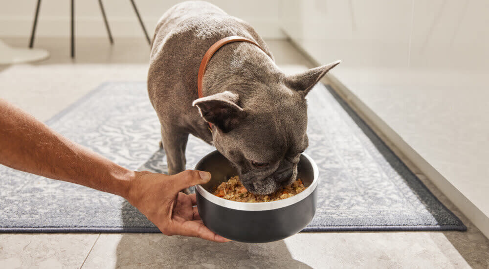 A bulldog enjoys its gently cooked culinary perfomatrin meal while the DPL holds the bowl.
