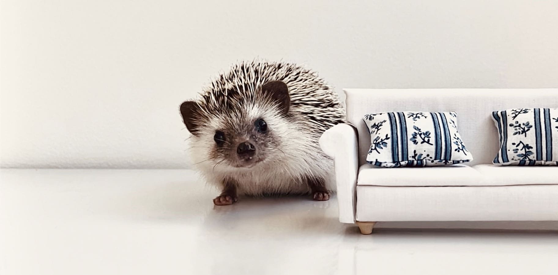 A hedgehog poses beside a dollhouse couch that is similar in size to him