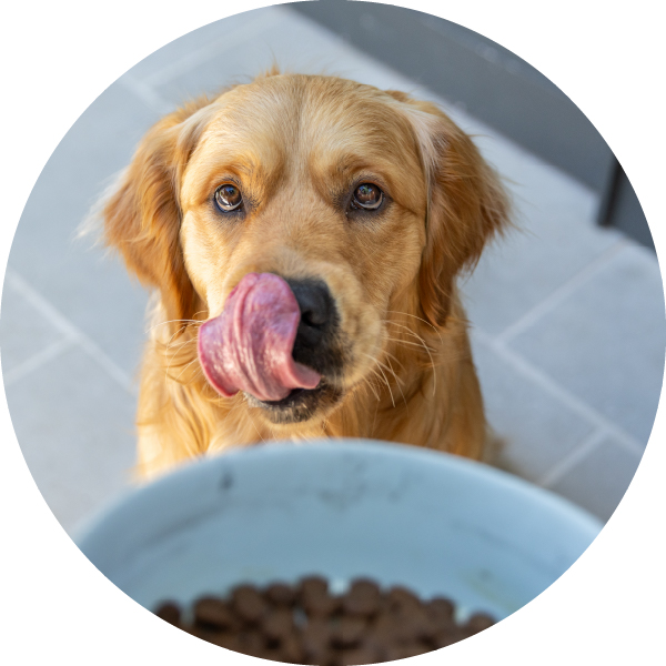Dry Dog Kibble