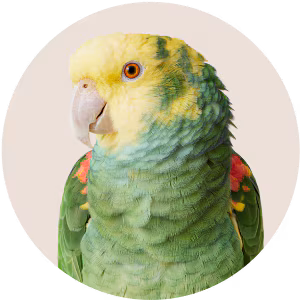 Bird - No Background