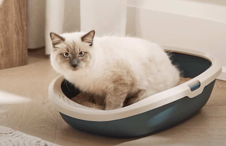 cat sitting in a litter box