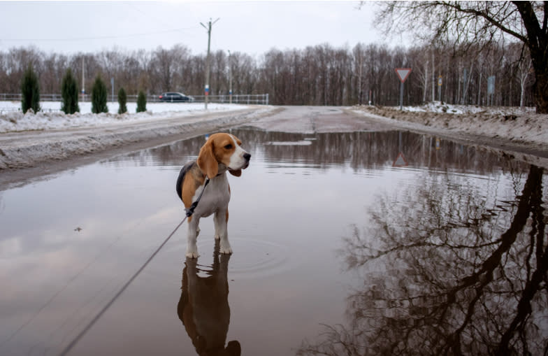 A Beagle dog stands out in the winter in a puddle.