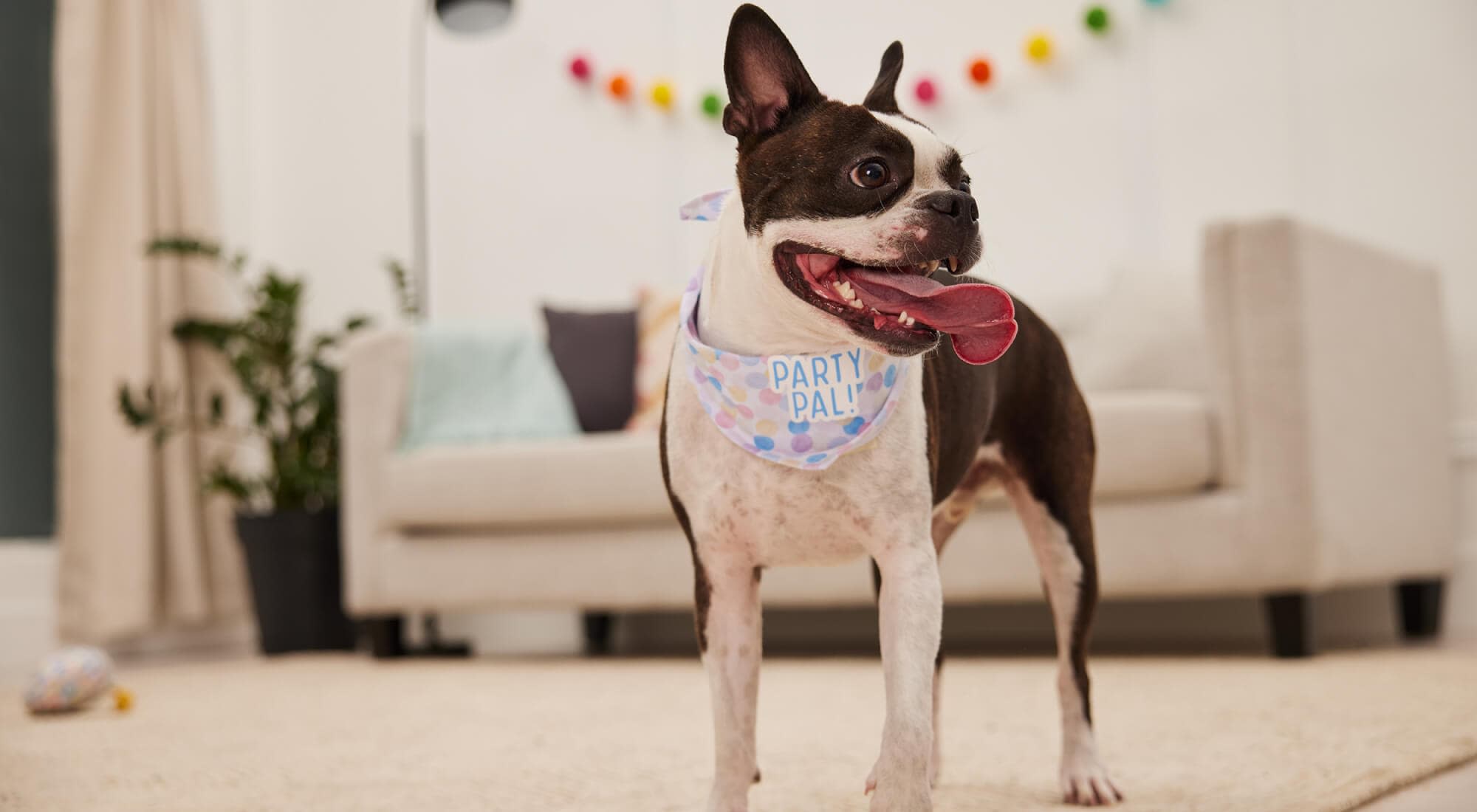 A dog wearing Party pal bandana inside the room