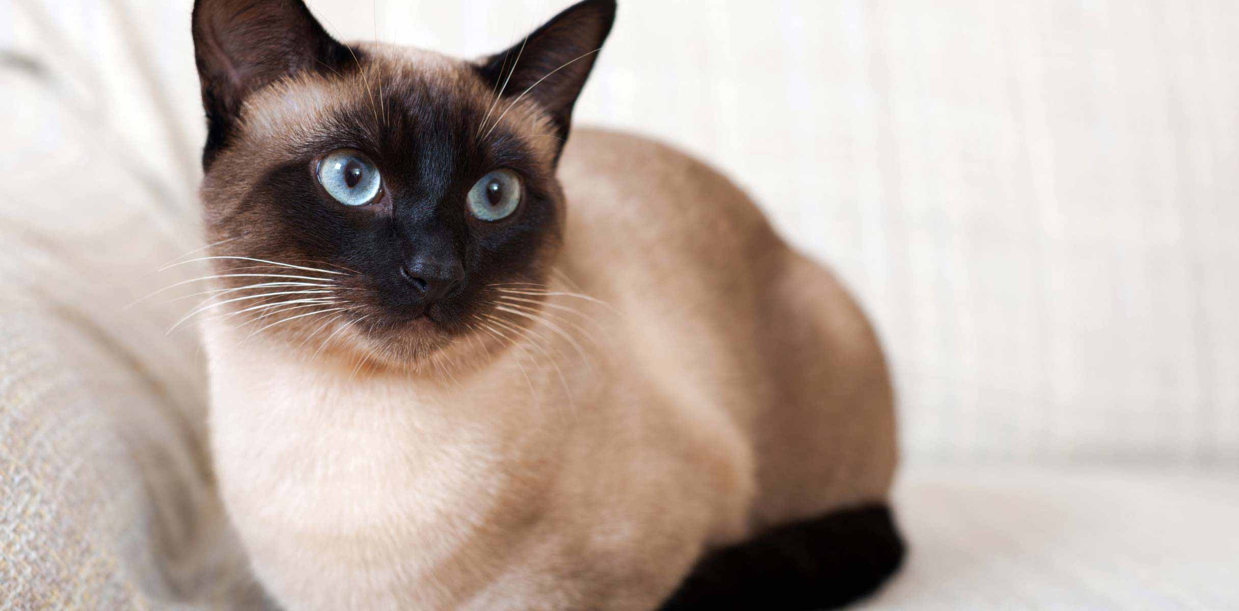 siamese cat sitting on a couch