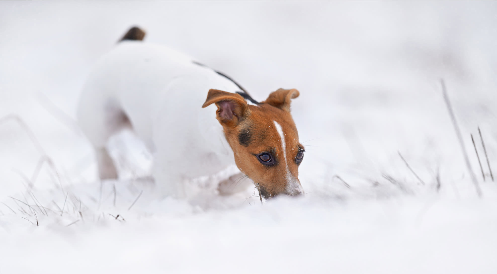 A Russell Terrier exploring the snow while out on a walk.