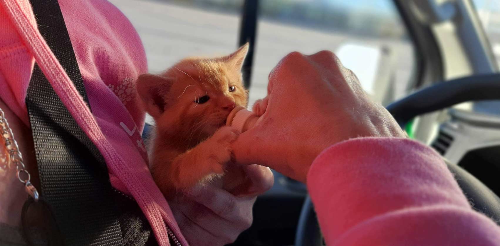 A kitten drinks from a bottle held by someone with a pink long sleeved shirt on, while inside pet transport vehicle