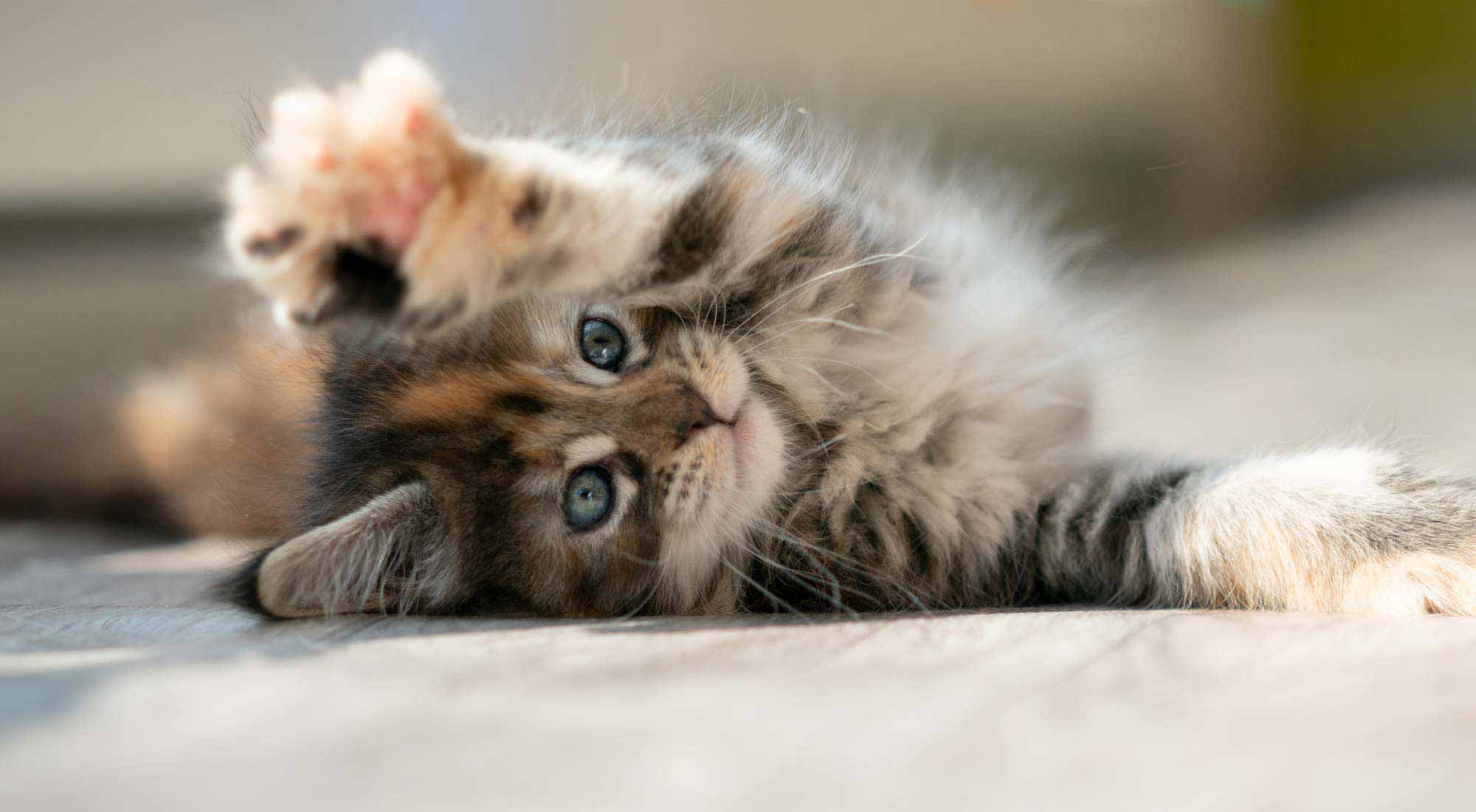 kitten lying and stretching