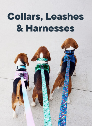 Collars, Leashes & Harnesses