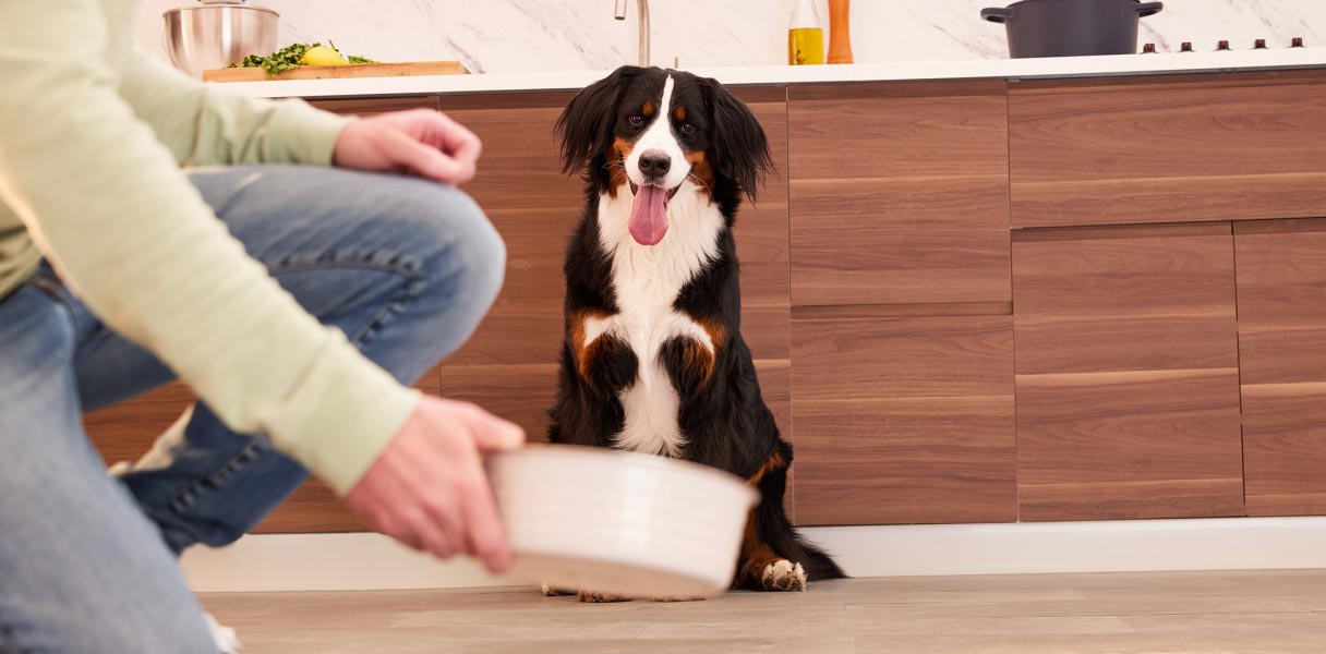 Cute pet dog sits happily as owner serves a bowl of food on to its pet