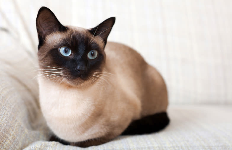 siamese cat sitting on a couch