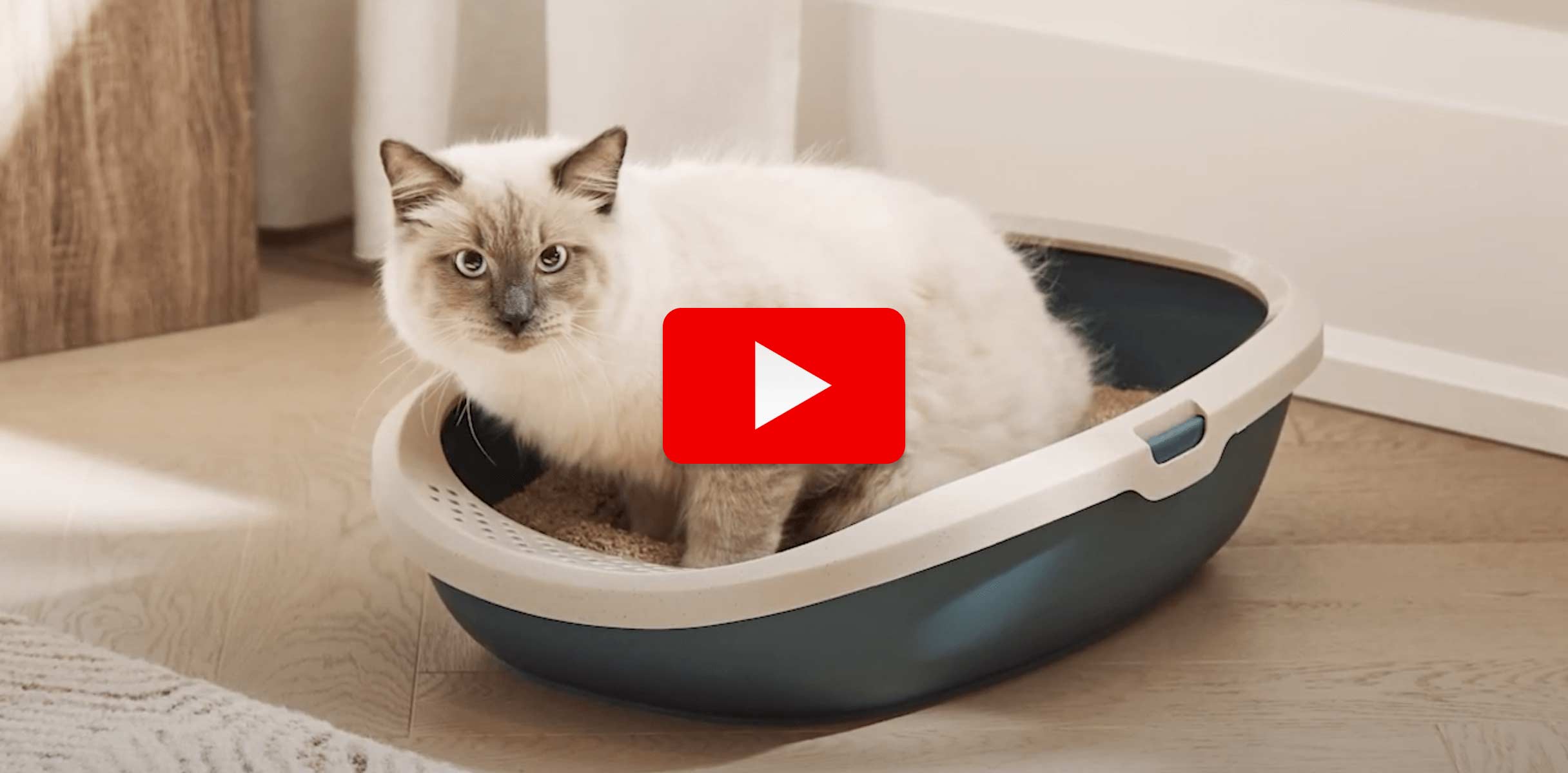 Everything you need to know about litter boxes