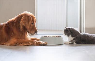 The science behind the creation of pet food - A dog and cat facing each other