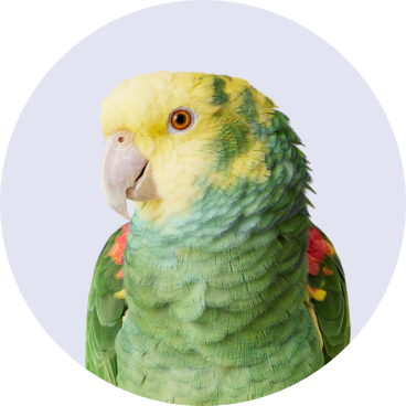 Bird - No Background - Halloween