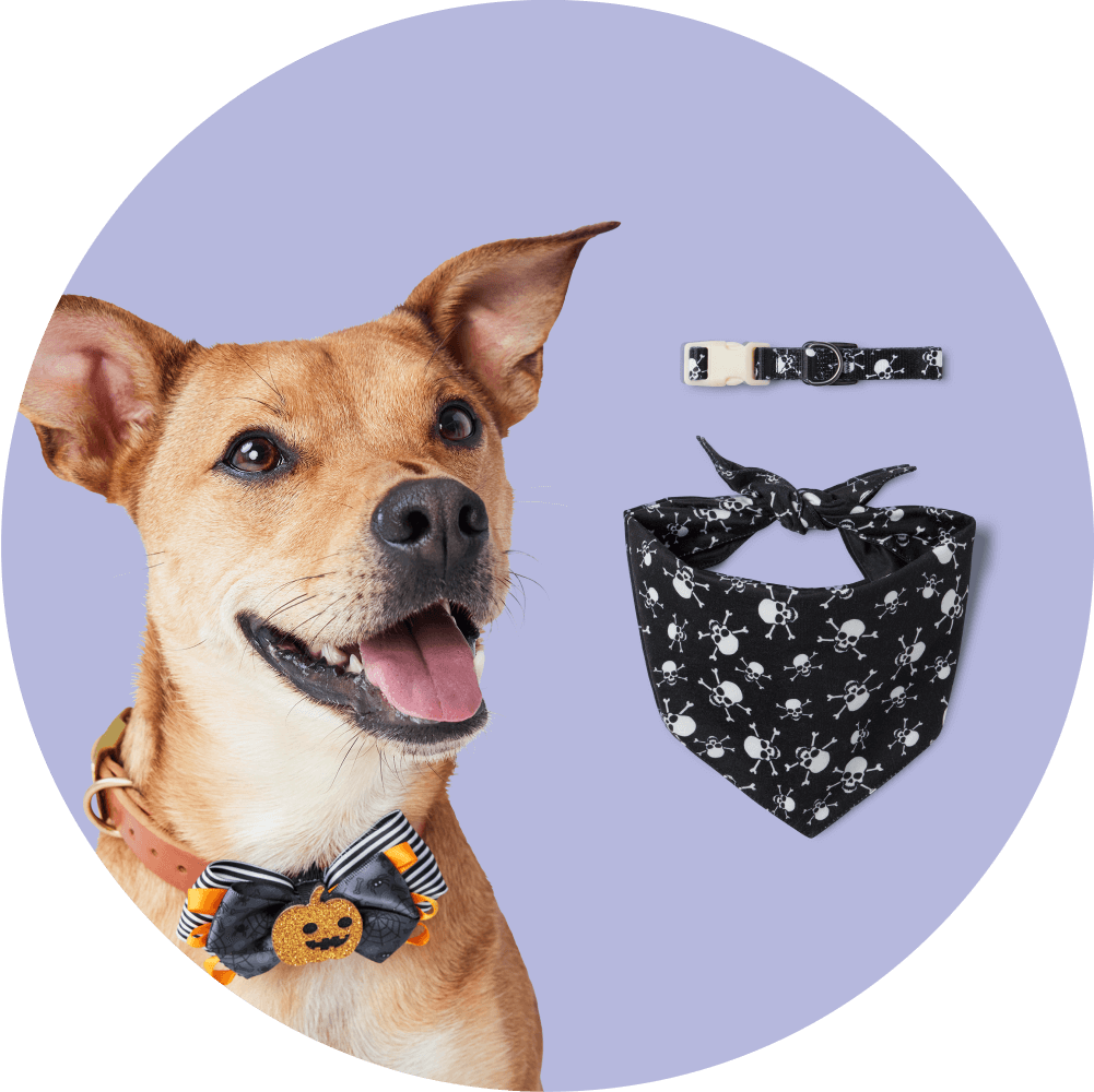 Anti bark spray collar for small dogs best sale