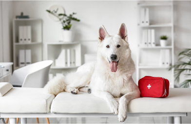 White dog with first aid kit sits on couch in clinic