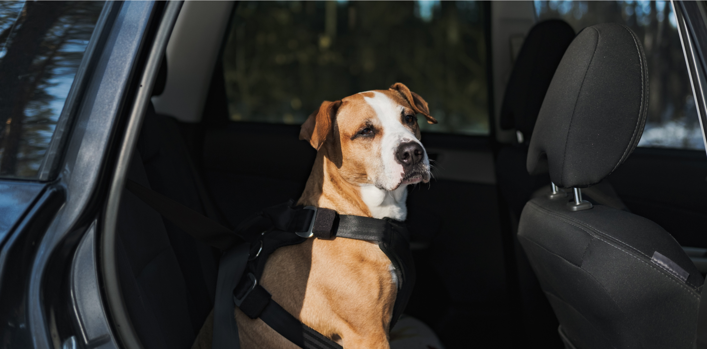 A harnessed dog sits in the back seat of a DPLs car.