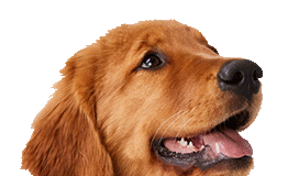 dashing for dog deals