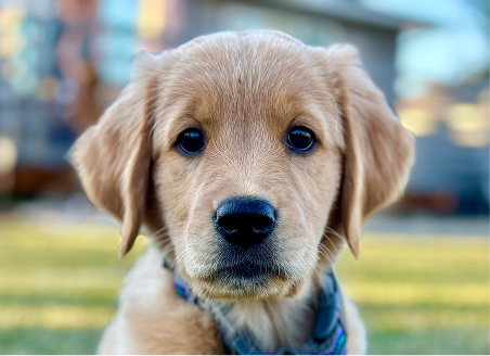 Casting call past winner pet images