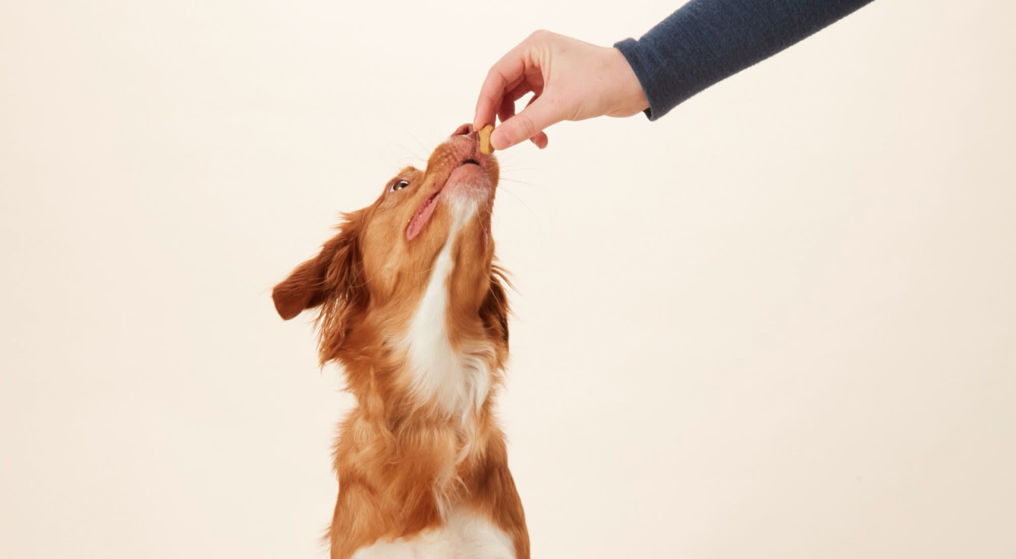 Inclusive treats - Dog getting a treat