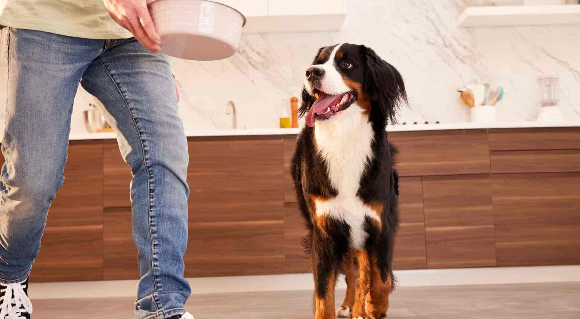 A dog waiting for food from his owner