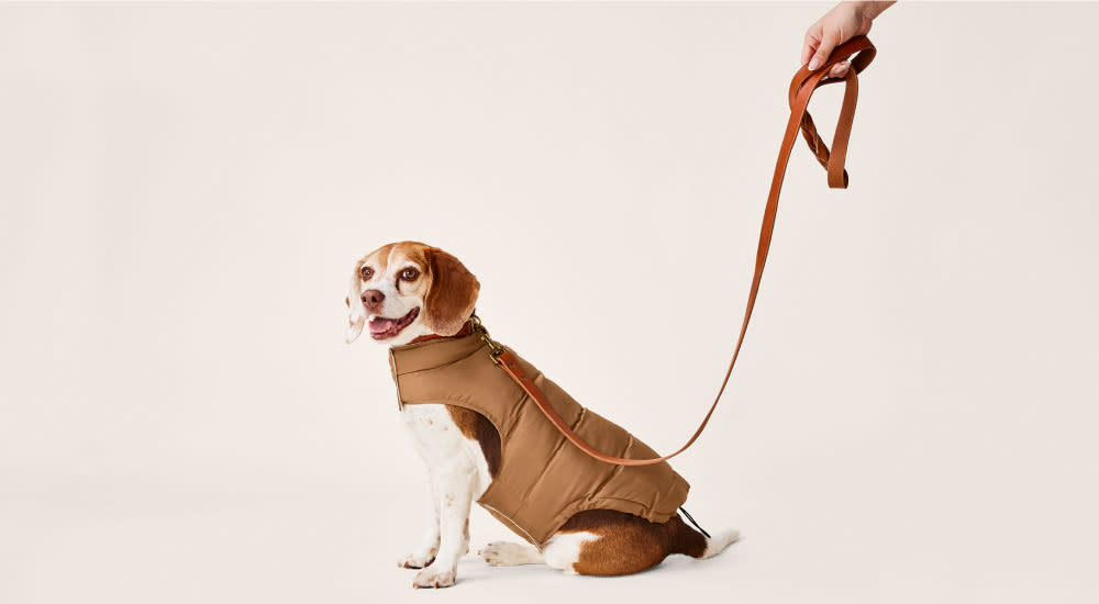 Side view of cute dog wearing a puffer jacket, standing by owner on a brown leash during fall