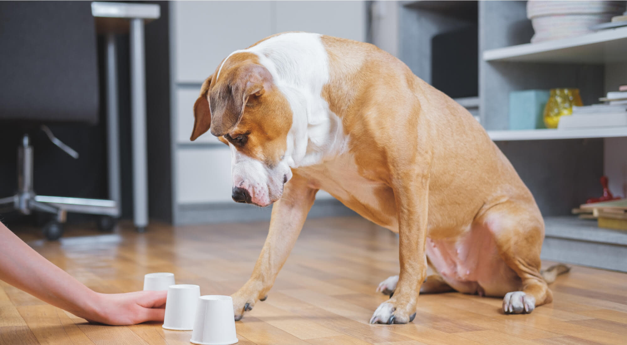 A big dog plays find the treat games with its DPL indoors.