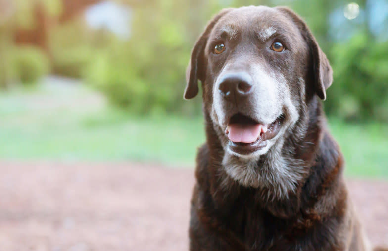 Senior dog sitting in a park