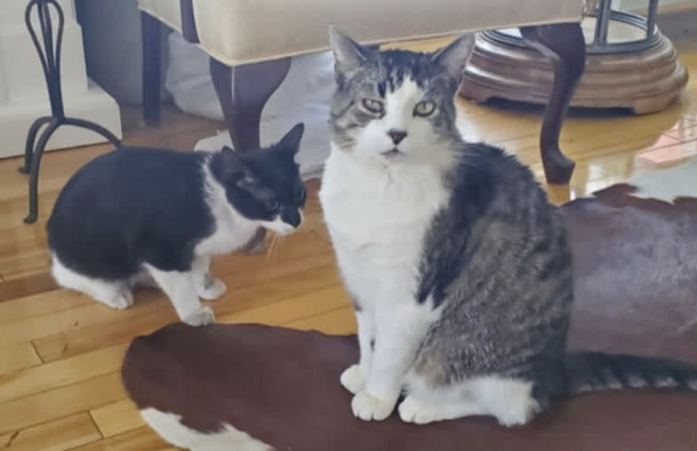 One cat looks directly at the camera, while sitting on a rug, while the other stares in another direction.