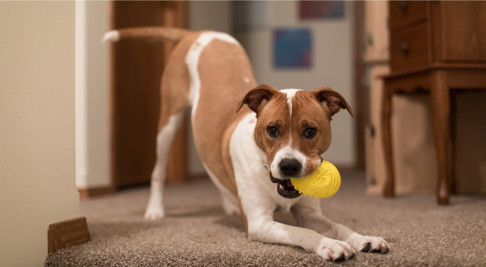 A Dog with a toy in its mouth signaling its DPL to play indoors.