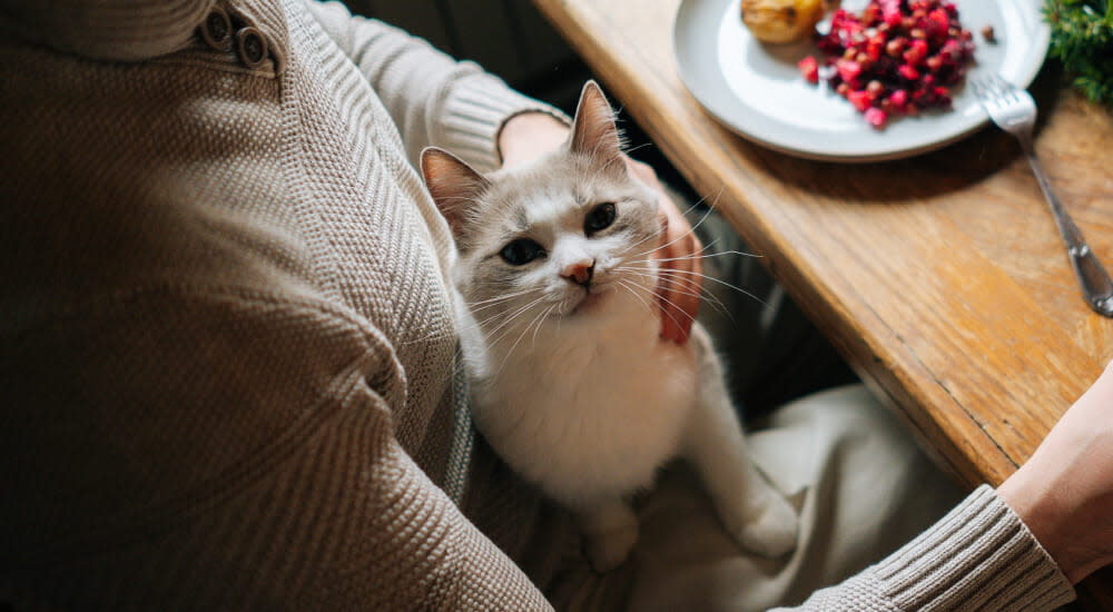 cat looking up and sitting in pet parent's lap