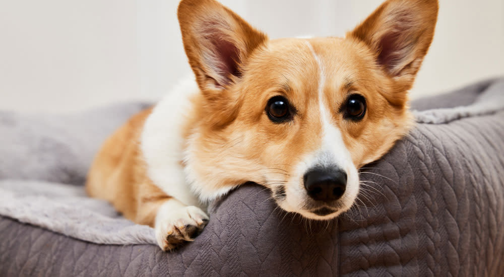 Keeping dangerous human treats and products out of reach - Dog sitting on a couch