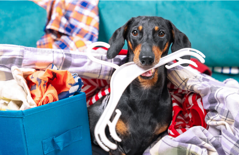 A dachshund playing around in fresh laundry indoors.