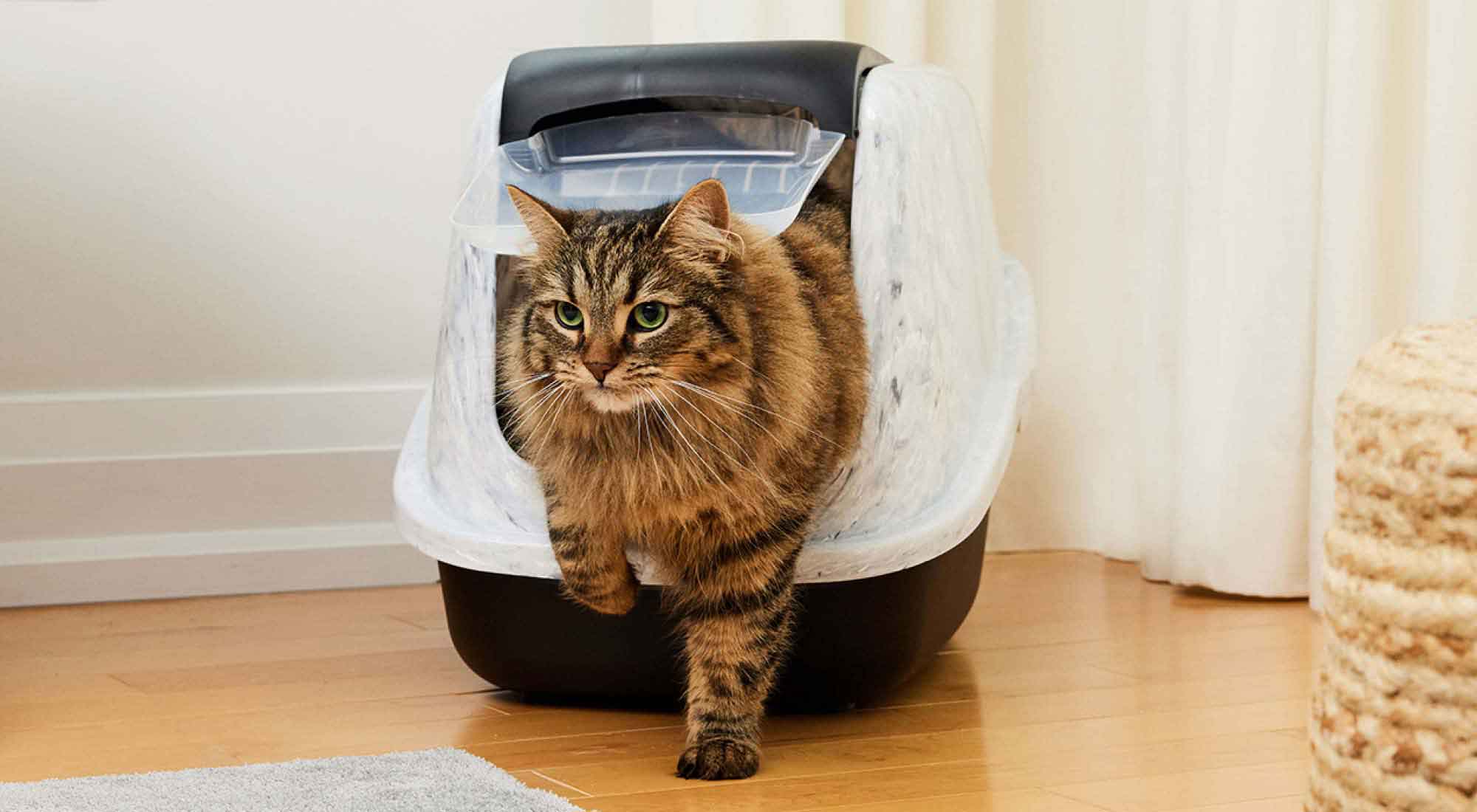 cat going out of a cat litter