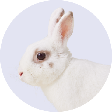 Small Pet - No Background - Halloween