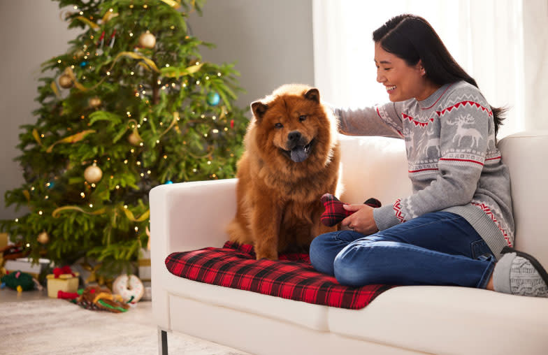 Chow Chow dog sitting on a couch with Christmas tree, gift boxes, and decorations around.