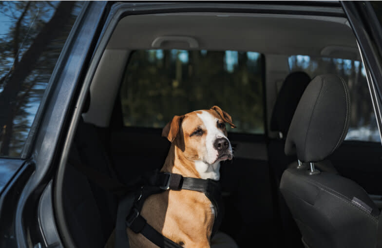 A harnessed dog sits in the back seat of a DPLs car.