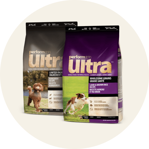 Dog Dry Food