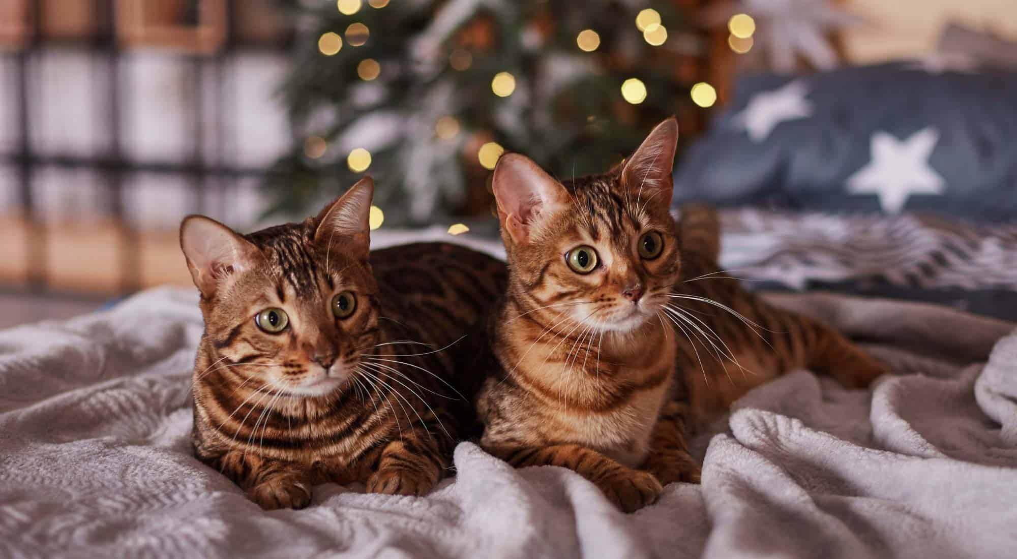 two cats sitting on a blanket