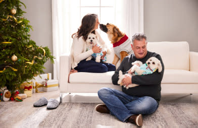 Two small dogs and one big dog wearing winter fashion sweaters surrounded by presents with winter holiday decor in the background