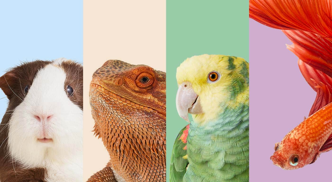 Collage of Hamster, reptile, bird and fish images