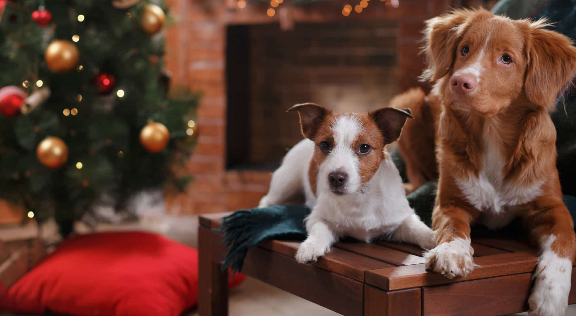 two dog sitting on a chair with a christmas tree background