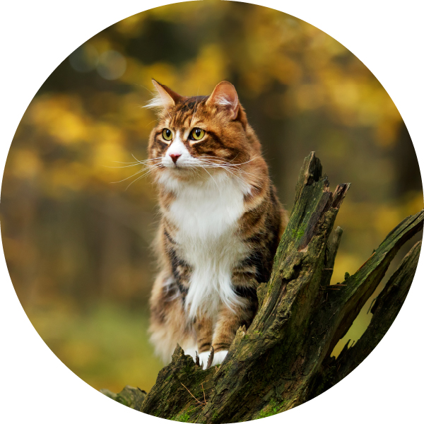 Dry Cat Kibble